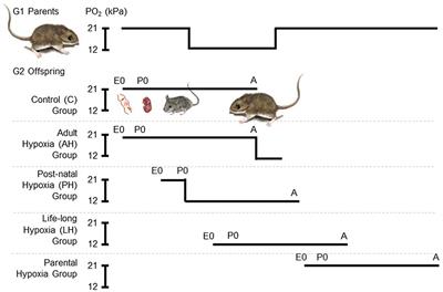 Distinct Mechanisms Underlie Developmental Plasticity and Adult Acclimation of Thermogenic Capacity in High-Altitude Deer Mice